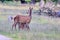 Red deer mother feeding calf.