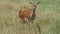 Red deer mother looking after her baby and on guard on a beautiful summer day in England