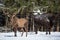 Red Deer And One European Bison Wisent Stand Nearby. One Noble Red Deer In Focus And Large Brown Bison Out Of Focus Again