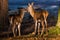 Red deer pair