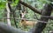 Red deer peering through trees