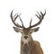 Red deer portrait