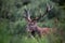 Red deer portrait