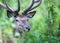 Red deer portrait in forest