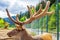 Red deer portrait with large velvet horns. Cervus elaphus horned head, side view