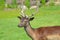 Red deer are ruminants, characterized by an even number of toes,