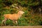 Red deer, rutting season, Netherlands. Big animal in forest habitat, wildlife scene from nature. Heath Moorland, autumn animal