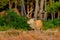 Red deer, rutting season, Netherlands. Big animal in forest habitat, wildlife scene from nature. Heath Moorland, autumn animal