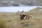 Red deer in Scotland