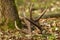 Red deer shed fallen down on leaves by a tree in forest.