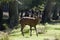 Red deer shouting in Autumn