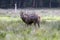 Red deer shouting in Autumn