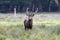 Red deer shouting in Autumn