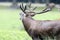 Red deer shouting in Autumn