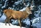 Red deer in the snow, Italy