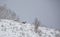 Red Deer on snowed mountain