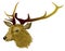 Red deer stag