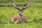 Red Deer Stag