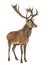 Red deer stag