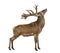 Red deer stag