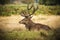 Red Deer Stag