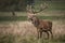 Red deer stag