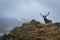 Red Deer Stag and antler dressing, Lochaber, Scotland