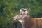 Red deer stag with antlers covered in velvet in spring nature