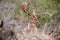 Red deer stag with antlers in spring, forest of Amsterdamse Waterleidingduinen in the Netherlands, wildlife in the woodland