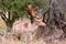 Red deer stag with antlers in spring, forest of Amsterdamse Waterleidingduinen in the Netherlands, wildlife in the woodland