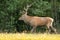 Red deer stag with antlers walking in green nature from side view