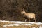 Red deer stag with antlers walking on sunlit meadow with melting ice in spring