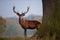 Red Deer Stag in Autumn Setting