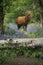 Red deer stag in beautiful bluebell forest landscape image with