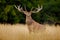 Red deer stag, bellow majestic powerful adult animal outside autumn forest, France