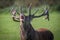 Red deer stag bellowing