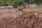 Red Deer stag among bracken