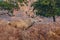 Red Deer stag among bracken