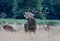 Red deer stag in Bushy Park bellow call
