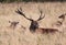 Red deer stag in Bushy Park England family group stock, photo, photograph, image, picture