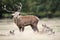 Red deer stag calling during rutting season in autumn