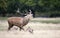 Red deer stag calling during rutting season in autumn