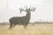 Red Deer stag Cervus elaphus bellowing or roaring