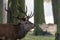 Red Deer Stag Cervus elaphus with breath showing in woodland