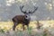 Red Deer Stag (Cervus elaphus) bugling