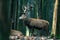 Red deer stag cervus elaphus in deciduous winter forest. Side