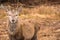 A red deer stag Cervus elaphus in glencoe in the Scottish high