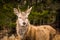 A red deer stag Cervus elaphus in Glencoe in the Scottish highlands