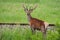 Red deer stag crossing railway in danger of collision