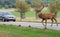 Red deer stag crossing road by carstock, photo, photograph, image, picture
